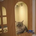Terbukti Ilmiah, Ini 7 Manfaat Pelihara Kucing bagi Kesehatan