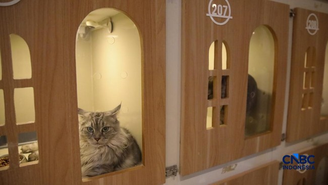 Terbukti Ilmiah, Ini 7 Manfaat Pelihara Kucing bagi Kesehatan