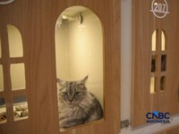 Terbukti Ilmiah, Ini 7 Manfaat Pelihara Kucing bagi Kesehatan