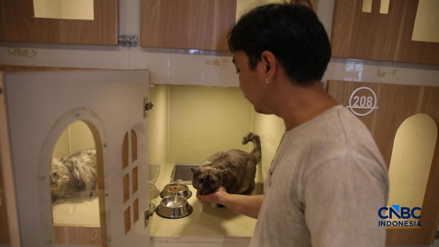Cat Sitter merawat kucing peliharaan yang dititipkan di Arnamir Cat Hotel Cikajang, Jakarta, Jumat (13/3/2026). (CNBC Indonesia/Faisal Rahman)
