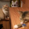 7 Manfaat Pelihara Kucing di Rumah, Ada Bukti Ilmiahnya