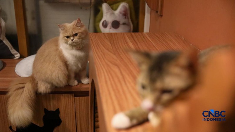 Cat Sitter merawat kucing peliharaan yang dititipkan di Arnamir Cat Hotel Cikajang, Jakarta, Jumat (13/3/2026). (CNBC Indonesia/Faisal Rahman)