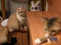 7 Manfaat Pelihara Kucing di Rumah, Ada Bukti Ilmiahnya