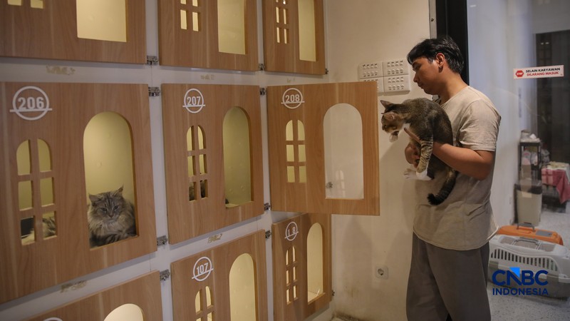 Cat Sitter merawat kucing peliharaan yang dititipkan di Arnamir Cat Hotel Cikajang, Jakarta, Jumat (13/3/2026). (CNBC Indonesia/Faisal Rahman)