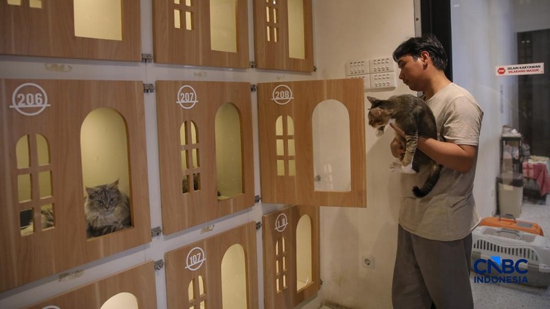 Cat Sitter merawat kucing peliharaan yang dititipkan di Arnamir Cat Hotel Cikajang, Jakarta, Jumat (13/3/2026). (CNBC Indonesia/Faisal Rahman)