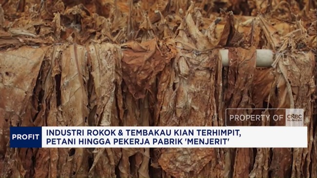 Video: Industri Rokok Kian Terhimpit, Petani-Pekerja Pabrik 'Menjerit'