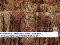 Video: Industri Rokok Kian Terhimpit, Petani-Pekerja Pabrik 'Menjerit'