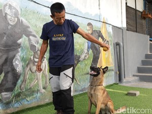 Melihat Anjing-anjing Berlatih di Bali Elite K9