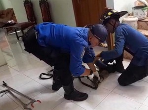 Teror Biawak yang Bersarang di Atap Rumah Warga Kuningan