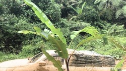 Kesal Jalan Provinsi Rusak Terus, Warga Krayan Tanam Pohon Pisang!