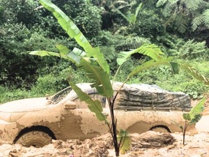 Kesal Jalan Provinsi Rusak Terus, Warga Krayan Tanam Pohon Pisang!