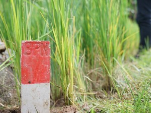 Buruan Pasang Patok Tanah buat Cegah Konflik Antar Tetangga