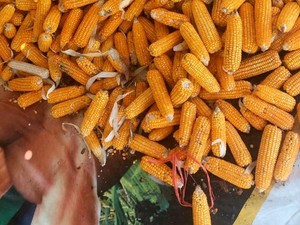 Monyet-Tikus Bikin Hasil Panen Jagung di Manggarai Barat Turun