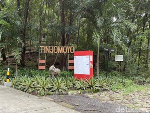 Memori Pindahan Bonbin Tinjomoyo ke Mangkang: Gajah Diarak Jalan Kaki