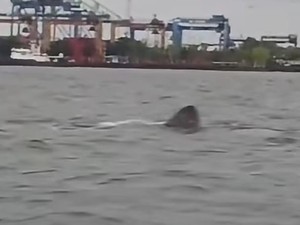 Viral Kawanan Hiu Muncul di Perairan Makassar