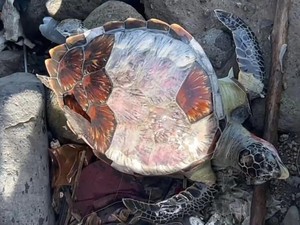Penyu Penuh Luka Kembali Ditemukan Mati di Teluk Parepare
