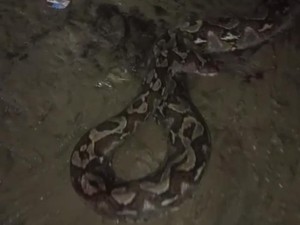 Ular Piton 7 Meter Lilit Anjing Liar di Konsel, Langsung Dibunuh Warga