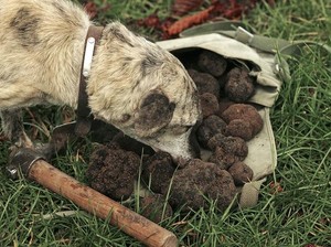 Rahasia di Balik Mahalnya Truffle, Diburu Manusia dan Anjing Terlatih!