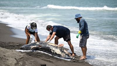 Bikin Resah, Tumpahan Minyak Misterius Hantui Pesisir Meksiko