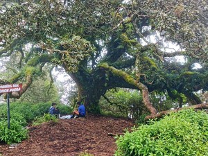 Ketagihan Mendaki Bukit Amben hingga Merekam Keunikan Pohon Purba