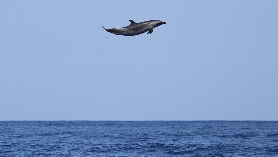 Lumba-lumba bertotol pantropis terekam melompat hingga 15 kaki di udara, menunjukkan kemampuan luar biasa spesies sosial yang hidup di perairan tropis dunia. (Instagram/pacificwhalefoundation)
