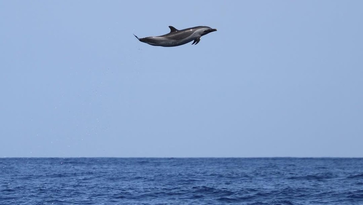 Lumba-lumba Terbang Bikin Netizen Heboh, Ini Fakta Ilmiahnya