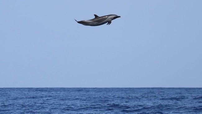 Lumba-lumba Terbang Bikin Netizen Heboh, Ini Fakta Ilmiahnya