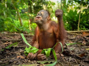 Gemas! Kala Orang Utan di Kaltim Ikut Rayakan Lebaran Ketupat