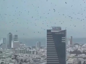 Tel Aviv Diserbu Ribuan Burung Gagak, Ini 10 Maknanya dalam Berbagai Budaya