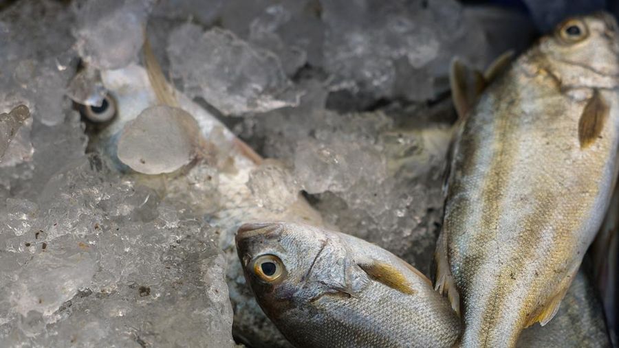 Fishermen transfer a container of catch from a trawler to a truck at a pier, as rising diesel prices have left many trawlers docked due to unprofitable operations, in Samut Sakhon province, Thailand, March 25, 2026, REUTERS/Chalinee Thirasupa     TPX IMAGES OF THE DAY