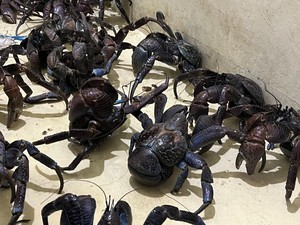 Karantina Sulsel Sita 53 Kepiting Kenari dari Sultra di Pelabuhan Makassar