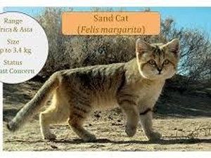 Fakta Kucing Pasir yang Ternyata Bisa Menggonggong Bak Anjing