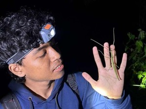 Mahasiswa Unud Temukan Spesies Baru Serangga Tongkat, Seperti Apa Bentuknya?