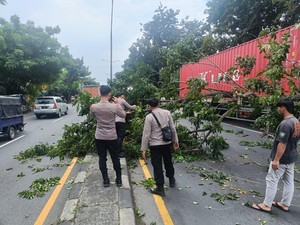 Truk Trailer Nyangkut Pohon di Trosobo Sidoarjo, Lalin Sempat Lumpuh