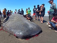 Lebih 1 Dekade Ratusan Hiu Terdampar ke Laut Selatan Jawa, Tanda Apa?