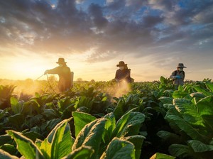 Rencana Aturan Tambahan soal Tembakau Bikin Industri Waswas