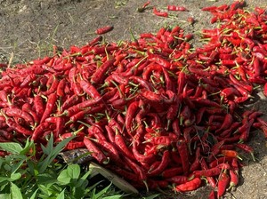 Harga Cabai di Medan Naik, Tembus Rp 80 Ribu/Kg