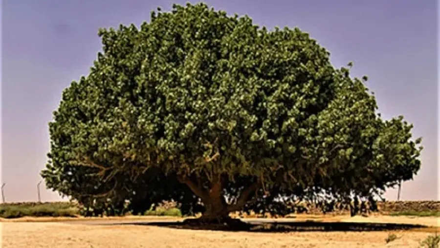 Pohon Sahabi, pohon yang menjadi saksi hidup Nabi Muhammad Shallallahu alaihi wa sallam, hingga kini pohon ini masih hidup dan berdiri di Yordania. (istimewa)