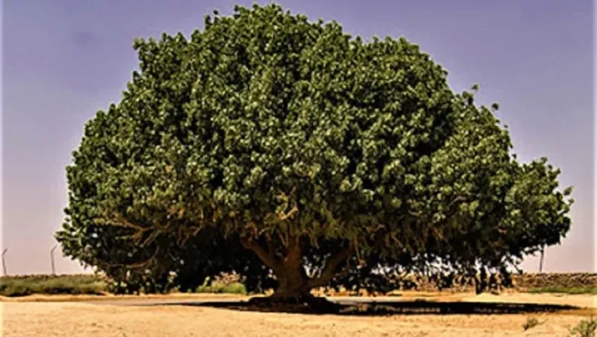 Pohon Sahabi dan Kerabat Dekat di Kebun Raya Bogor