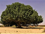 Pohon Sahabi dan Kerabat Dekat di Kebun Raya Bogor