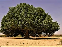 Pohon Sahabi dan Kerabat Dekat di Kebun Raya Bogor