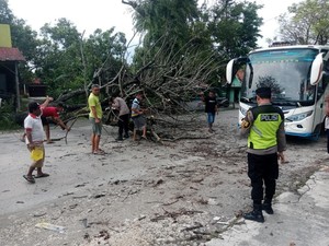 Pohon Angsana di Grobogan Tumbang Timpa Pemotor