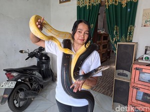 Rika Pemilik 17 Piton di Jombang Terima Job Tari Ular demi Biayai Pakan