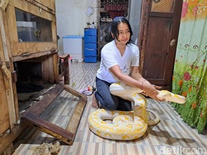 Cerita Penari Ular di Jombang Cari Nafkah Demi Hidupi 17 Piton