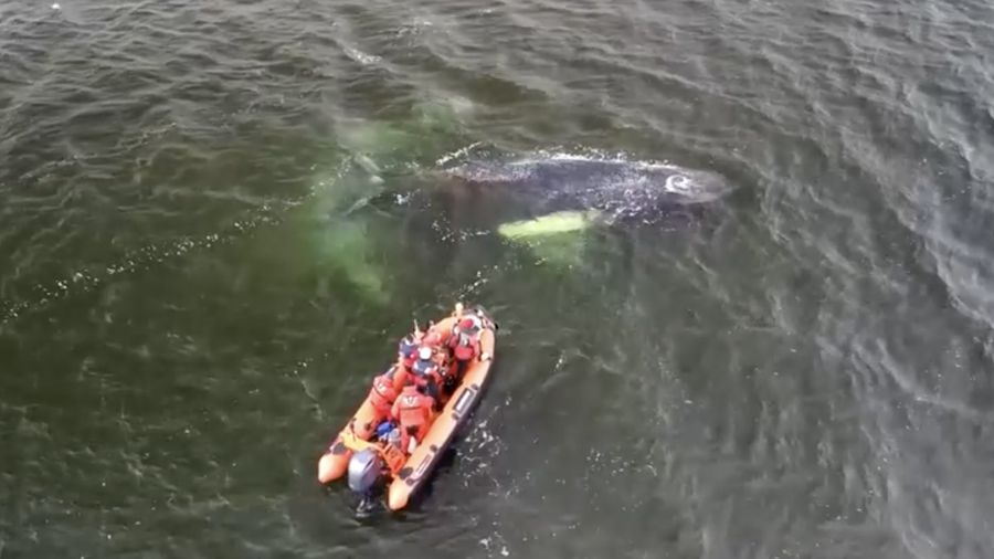 Seekor paus bungkuk muda bernama Timmy oleh para penyelamat berjuang untuk menemukan jalan keluar dari teluk dangkal di lepas pantai Baltik Jerman, Mimggu (29/3/2026). (Tangkapan layar video Reuters)