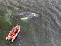 Nasib Tragis Paus Terdampar di Jerman, Kelelahan Tak Bisa Pulang