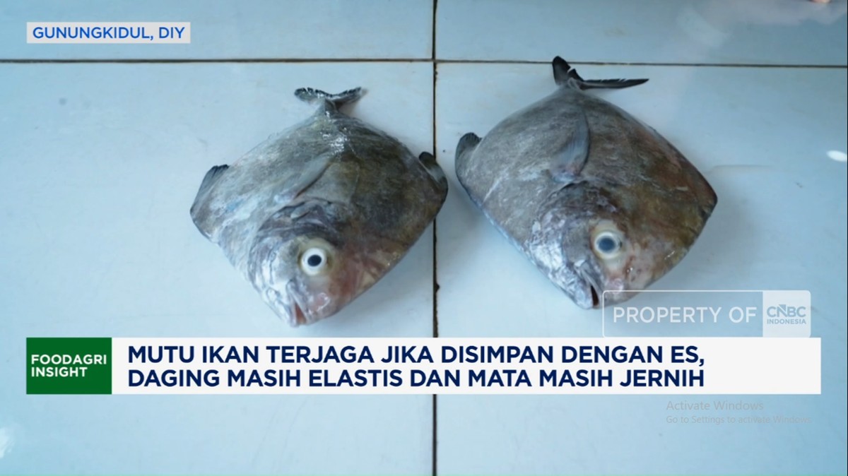 Video: Badan Mutu Jamin Penanganan Ikan Sesuai Standar Mutu dan Keamanan