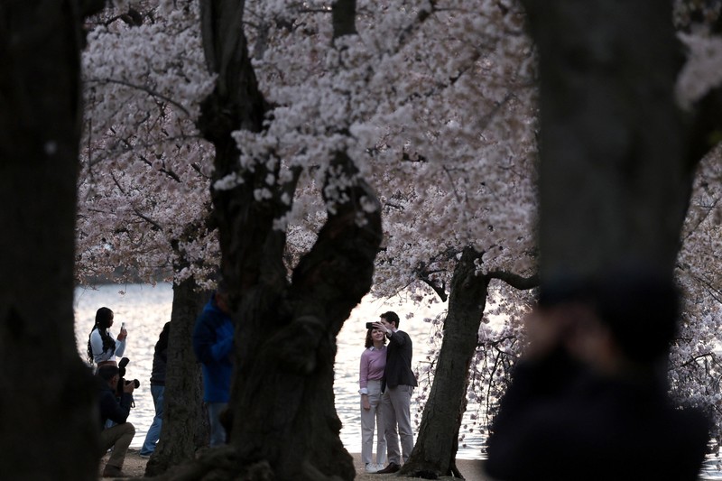 Seorang wanita berpose di tengah-tengah bunga sakura di sepanjang Tidal Basin di Washington, D.C., AS, 30 Maret 2026. (REUTERS/Jonathan Ernst)