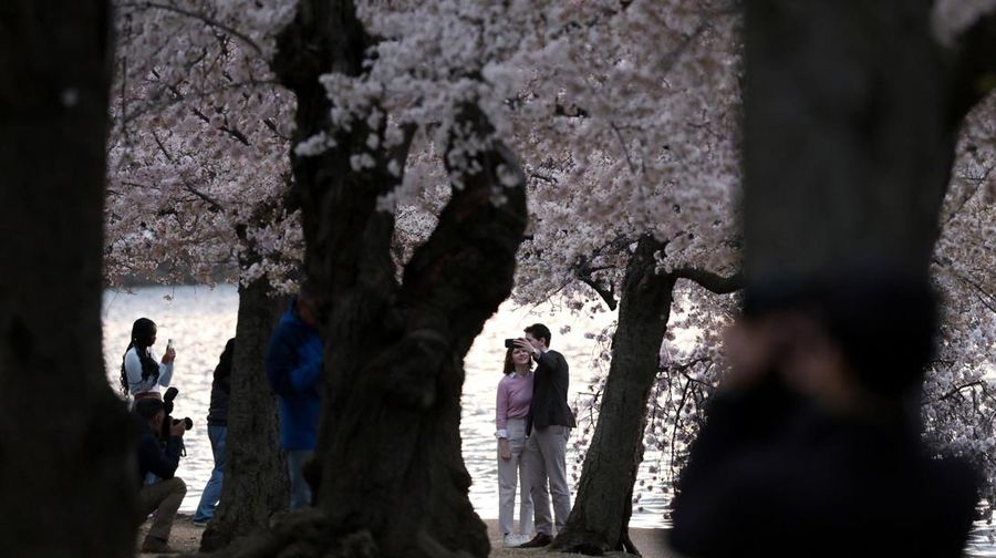 Seorang wanita berpose di tengah-tengah bunga sakura di sepanjang Tidal Basin di Washington, D.C., AS, 30 Maret 2026. (REUTERS/Jonathan Ernst)