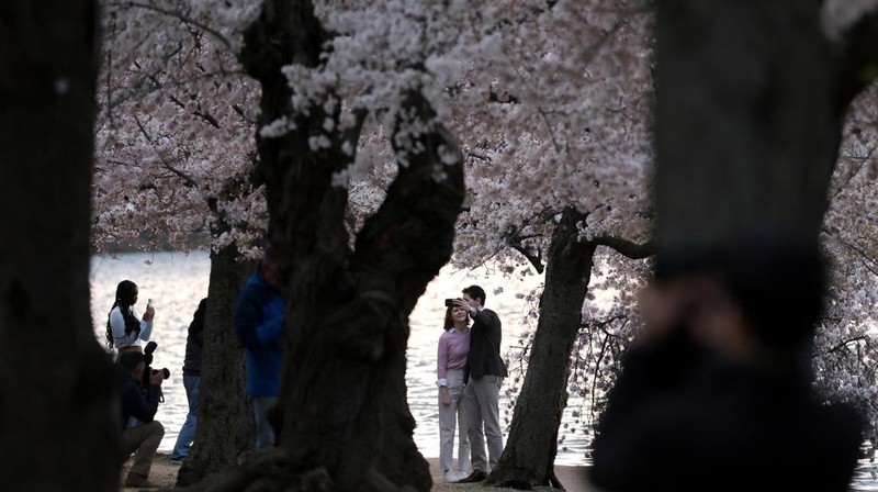 Seorang wanita berpose di tengah-tengah bunga sakura di sepanjang Tidal Basin di Washington, D.C., AS, 30 Maret 2026. (REUTERS/Jonathan Ernst)